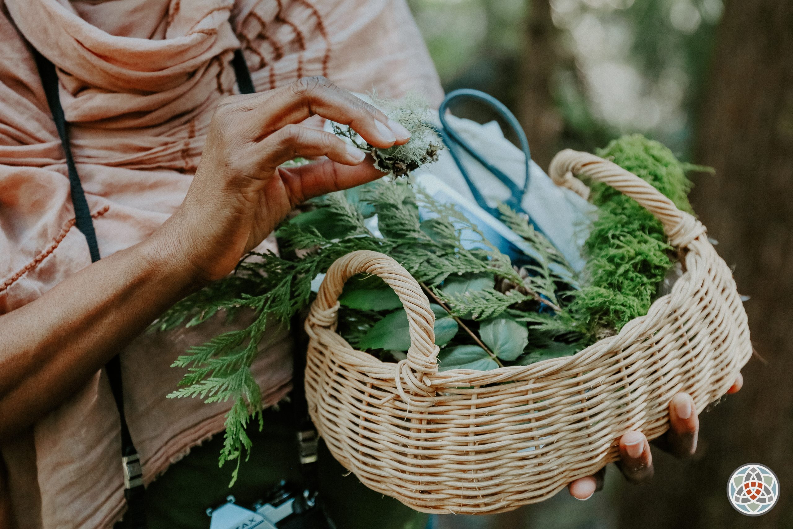 Wicker basket filled with plant clippings for plant identification
