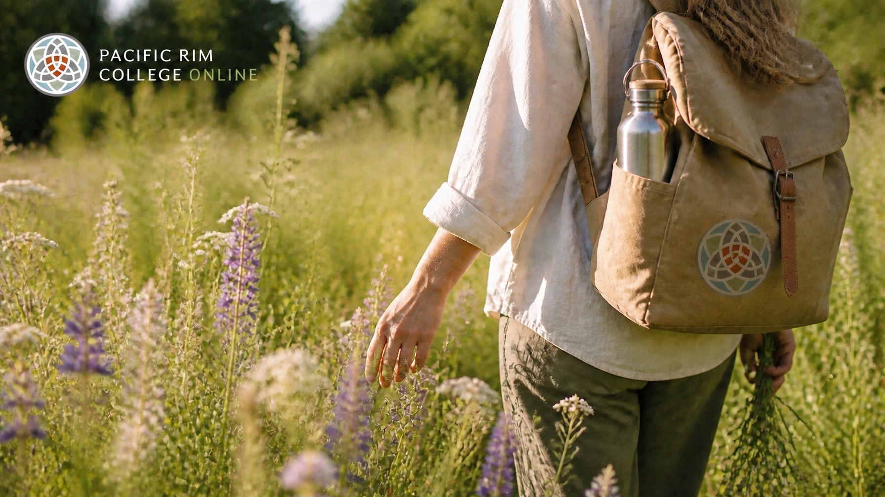 Herbalist walking through a field of medicinal plants identifying them and getting ready to harvest.